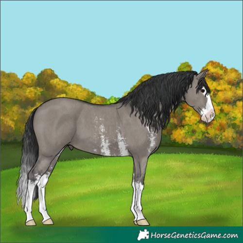 Horse Color:Grullo Sabino Splash