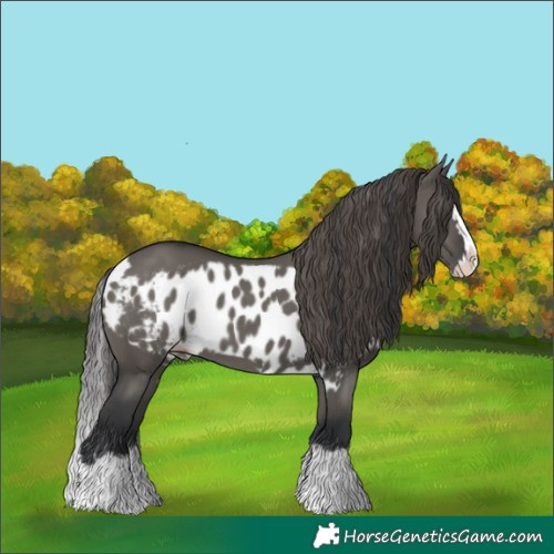 Horse Color:Grullo Splash Skewed LP Spotted 