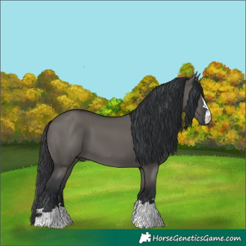 Horse Color:Grullo 
