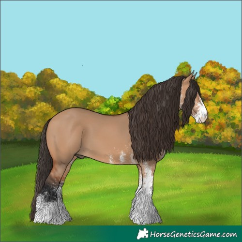Horse Color:White Spotted Bay Dun