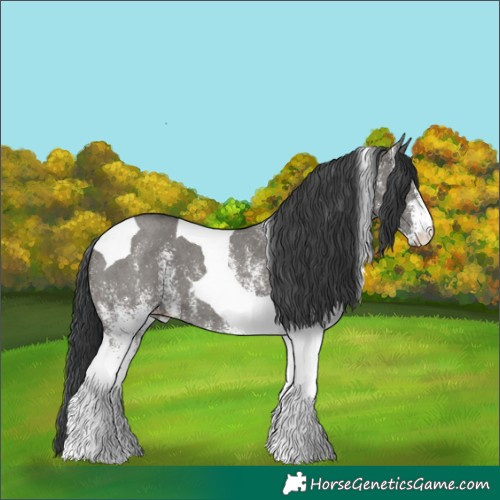 Horse Color:White Spotted Grullo Tobiano 