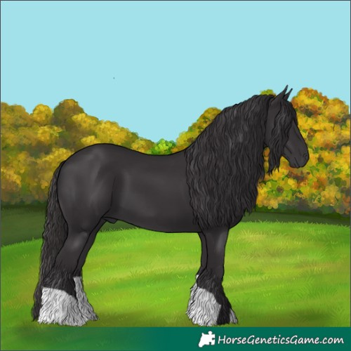 Horse Color:Smoky Black
