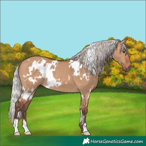 Horse Color:White Spotted Silver Bay Dun Rabicano