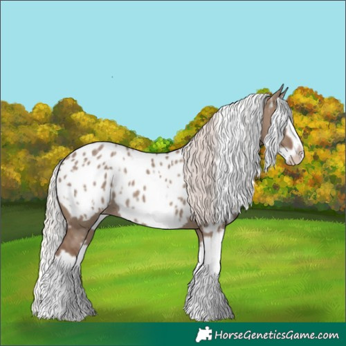 Horse Color:White Spotted Silver Grullo Splash Frame Blanket Rabicano 