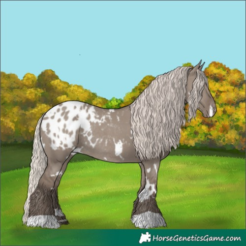 Horse Color:White Spotted Silver Grullo Appaloosa Rabicano 