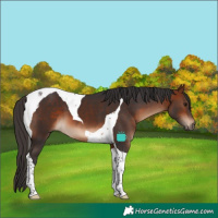 Horse Color:Bay Tobiano 