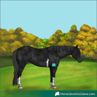 Horse Color:Black Ice Tobiano