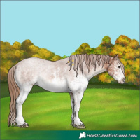 Horse Color:White Spotted Chestnut Ice Sabino