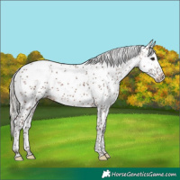 Horse Color:Silver Brown Sabino Splash 