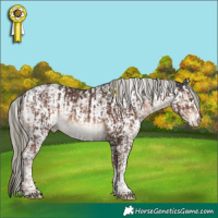 Horse Color:White Spotted Liver Chestnut Mushroom Sabino Appaloosa and White Spotted Liver Chestnut Mushroom Sabino Appaloosa