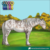 Horse Color:White Spotted Liver Chestnut Mushroom Sabino Appaloosa and White Spotted Liver Chestnut Mushroom Sabino Appaloosa