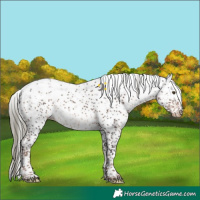 Horse Color:Liver Chestnut Mushroom Sabino Appaloosa