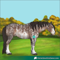 Horse Color:White Spotted Liver Red Roan and Liver Chestnut Sabino