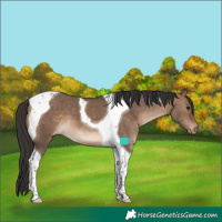 Horse Color:Brown Dun Tobiano Varnish