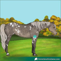 Horse Color:White Spotted Silver Smoky Grullo Blanket Rabicano Brindle 