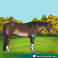Horse Color:Brown Tobiano Appaloosa 