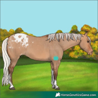 Horse Color:Silver Bay Dun Tobiano Appaloosa