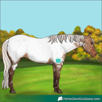 Horse Color:White Spotted Silver Brown Dun Appaloosa Rabicano 