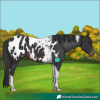 Horse Color:Brown Tobiano Appaloosa