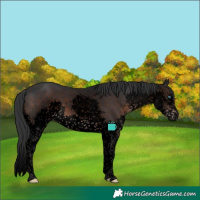 Horse Color:Void Brown Sabino Splash Tobiano
