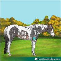 Horse Color:Brown Sabino Tobiano 