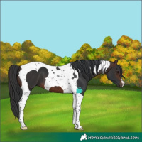 Horse Color:Brown Tobiano 