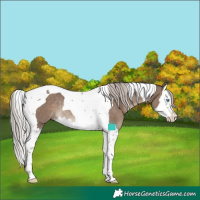 Horse Color:Silver Grullo Splash Tobiano Varnish Rabicano 