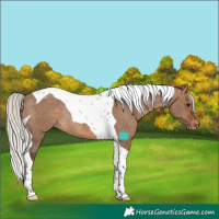 Horse Color:Silver Brown Dun Tobiano Appaloosa Rabicano