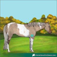 Horse Color:Silver Brown Dun Tobiano Rabicano