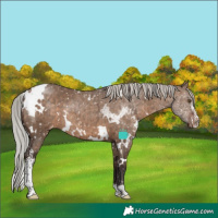 Horse Color:White Spotted Silver Brown Dun Sabino Appaloosa Rabicano Brindle