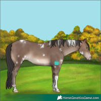 Horse Color:White Spotted Sable Champagne Tobiano 