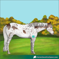 Horse Color:Silver Brown Sabino Splash Tobiano