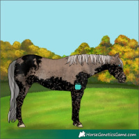 Horse Color:Void Silver Grullo Sabino Splash Tobiano Snowcap Rabicano Brindle 
