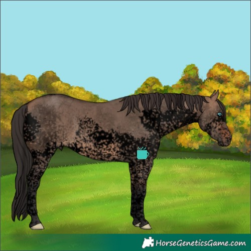 Horse Color:Void Brown Dun Splash Tobiano Rabicano 