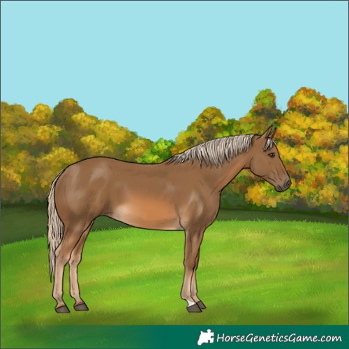 Horse Color:Chocolate Palomino