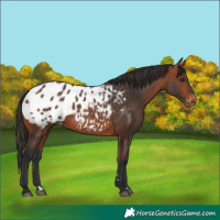 Horse Color:Bay Blanket