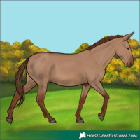Horse Color:Red Dun 