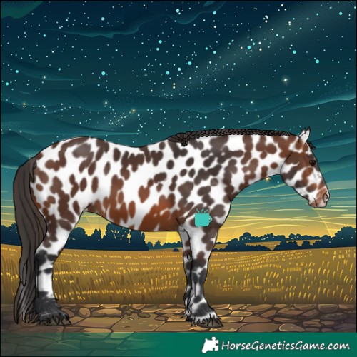 Horse Color:Brown Appaloosa