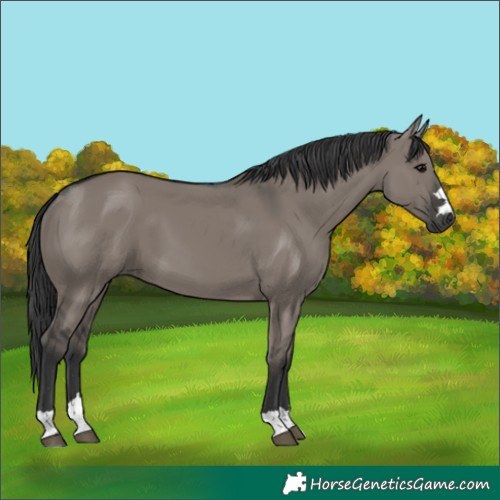 Horse Color:Grullo