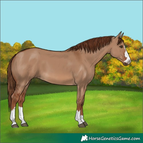 Horse Color:Red Dun 