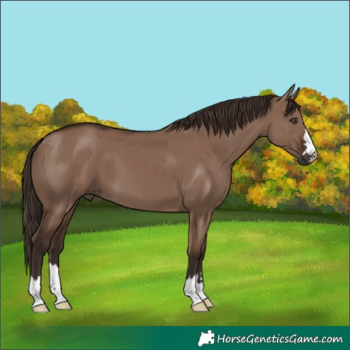 Horse Color:Liver Red Dun