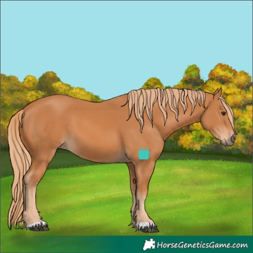 Horse Color:Chestnut 