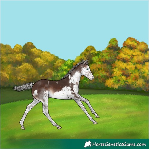 Horse Color:White Spotted Silver Brown Splash Rabicano 