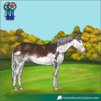 Horse Color:White Spotted Silver Brown Splash Rabicano 