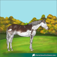 Horse Color:White Spotted Silver Brown Splash Rabicano 