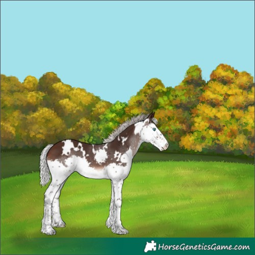 Horse Color:White Spotted Silver Brown Splash 