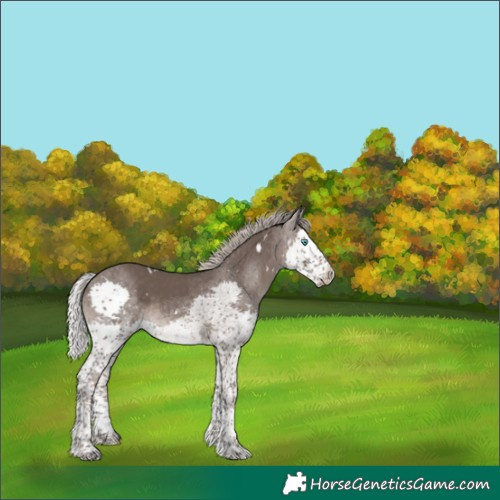Horse Color:White Spotted Silver Black Splash Rabicano 
