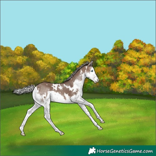 Horse Color:White Spotted Silver Brown Dun Splash