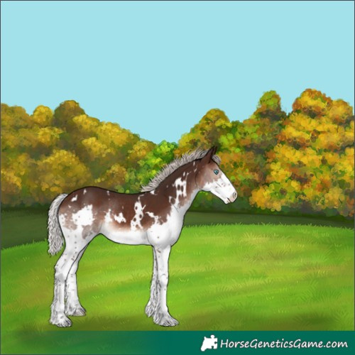 Horse Color:White Spotted Silver Brown Splash Rabicano 