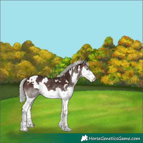 Horse Color:White Spotted Silver Brown Splash